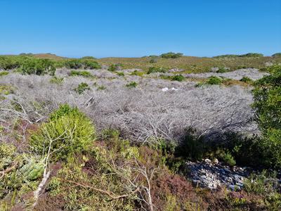 Morukuru-Goodwill-Foundation---Rooikrans-removal-De-Hoop-Nature-Reserve-(1).jpg