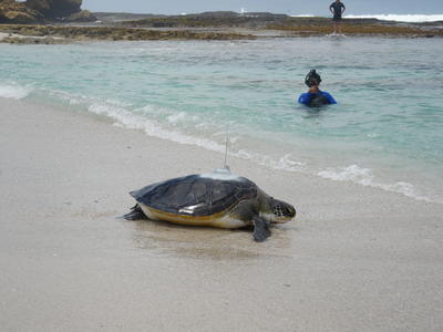 Morukuru-Goodwill-Foundation---Supporting-Turtle-Conservation-(1).JPG