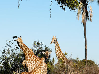 Wildlife-Sightings_Cr.CarikeSeager_June-2026.jpg