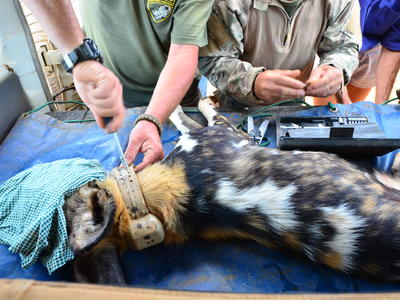 Morukuru-Goodwill-Foundation---Conservation-work-in-Madikwe-Game-Reserve-(3).JPG