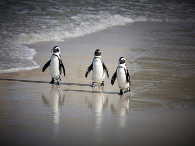 sanccob_penguin_051022_522.jpg