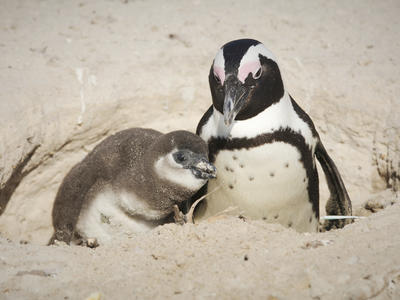 sanccob_penguin_051022_45.jpg