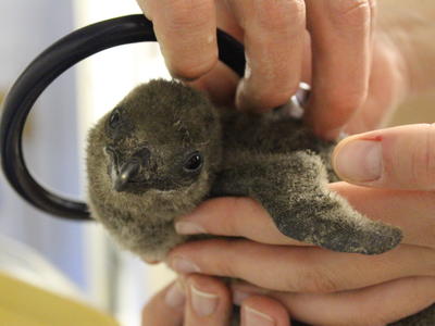 Chick-in-hand_stethoscope-(1).JPG