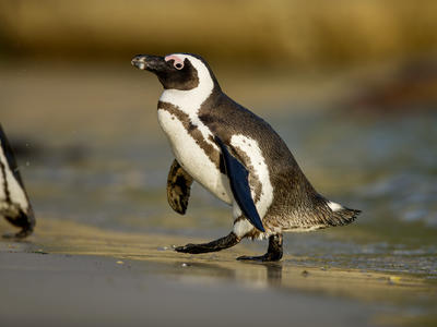 african_penguin_110519_17.jpg