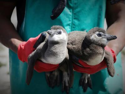 ©Dan-Callister-sanccob-two-african-penguin-chicks-in-hands-(1).jpg