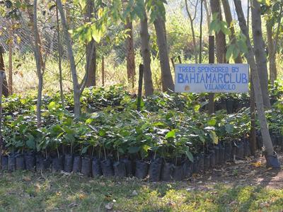 2.-Trees-sponsored-by-Bahia-Mar-Club.JPG
