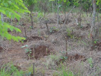 8.Part-of-planting--another-view.JPG