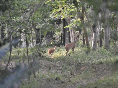 Doe-and-fawn-in-Nhamacoa-forest.JPG