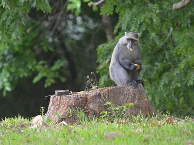 Samango-eating-a-mango-in-the-Nhamacoa-forest.JPG