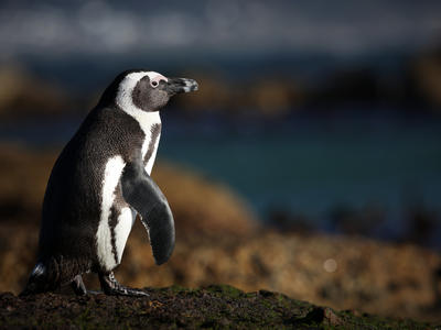 african_penguin_161022_39.jpg