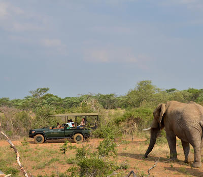 Mabula Elephant