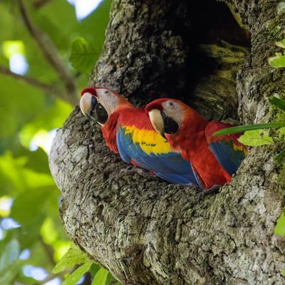 Carara National Park