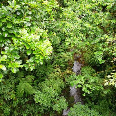 Monteverde