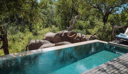 Luxury Suite Private Pool with Elephants Drinking
