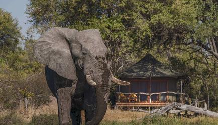 Elephant & Luxury River Unit