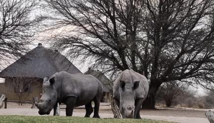 Rhino at Chalets 