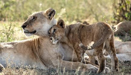 Lions