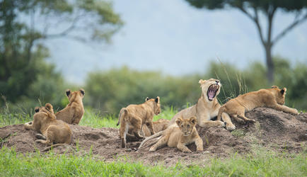 Pride of Lions