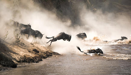 Migration