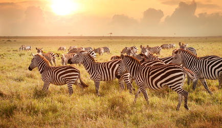 Zebra's in Sunset