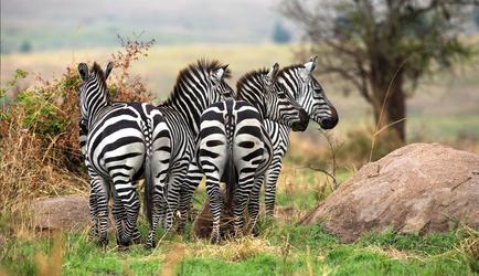 Zebra