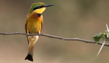 Birds