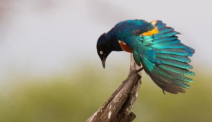 Birds