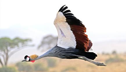 Birds