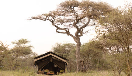 Guest tent - Ndutu Wilderness Camp 