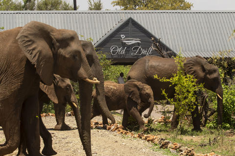 Elefantenherde besucht Old Drift Lodge