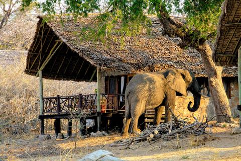 Foxes Safari Camps prides itself for providing an 'off the beaten track' immersive wildlife experience
