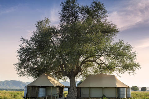 Nyamatusi Mahogany from a distance