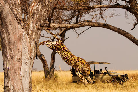 Erleben Sie Raubtiere von seiner besten Seite in der Shinde-Konzession.