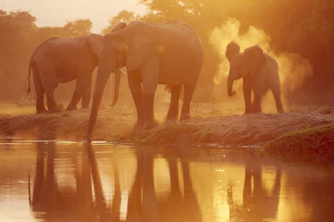 Experience the world class game viewing of the Lower Zambezi