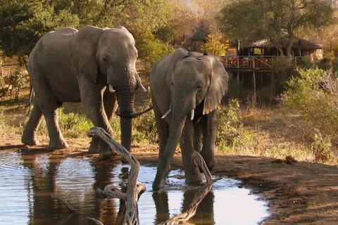 Elefanten trinken am Damm, der von der Bar übersehen wird.