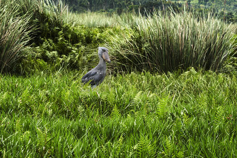 Schuhabrechnung in den Mabamba-Sümpfen am Ufer des Vitoria-Sees