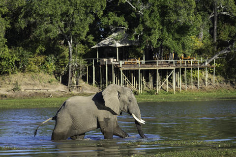 Elephant passing by in the river