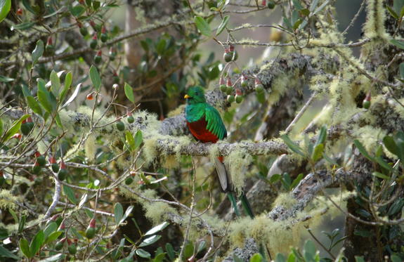 Quetzal 
