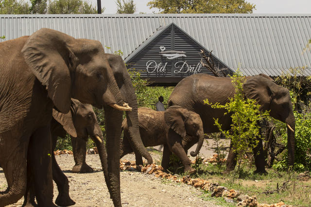 Elefantenherde besucht Old Drift Lodge