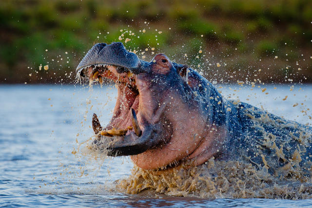 Motswari Privates Wildreservat | Hippo