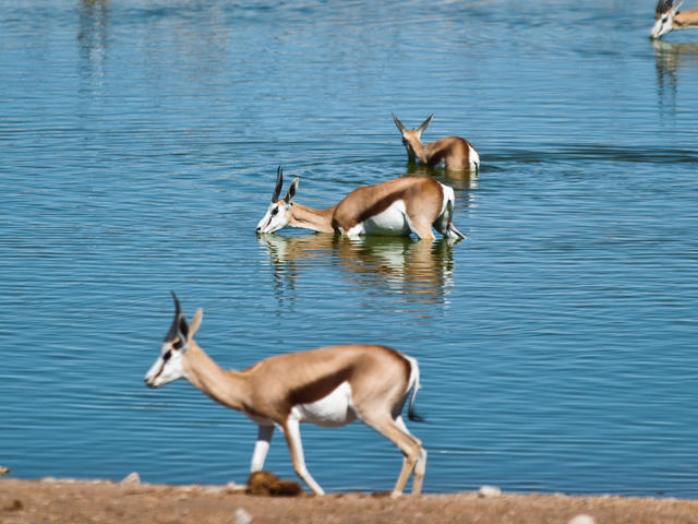 Exkursion in den Etosha Nationalpark