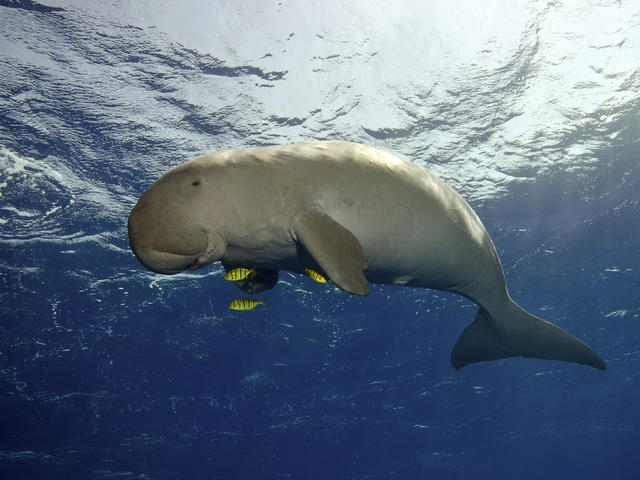 Dugong Conservation (Additional cost)