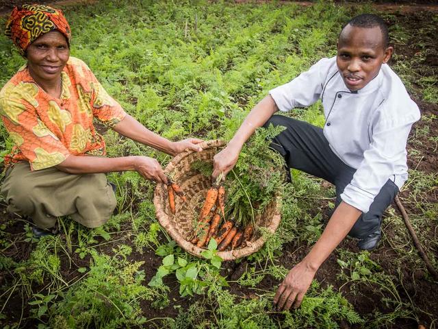 Vegetable Harvesting