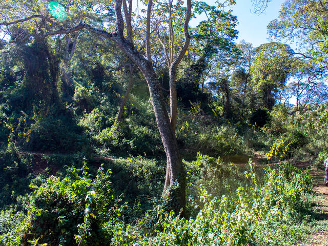 Farm Walks - Ngorongoro Forest Walk