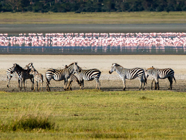 One day Ngorongoro Crater or Lake Manyara Safari