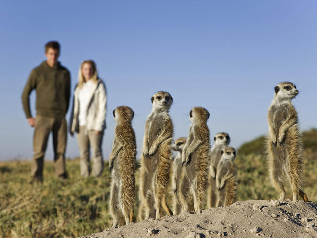 Walking with Meerkats at Planet Baobab