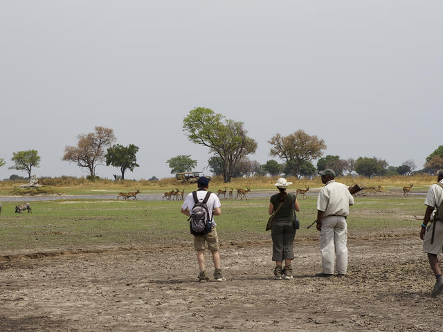Walking Safari