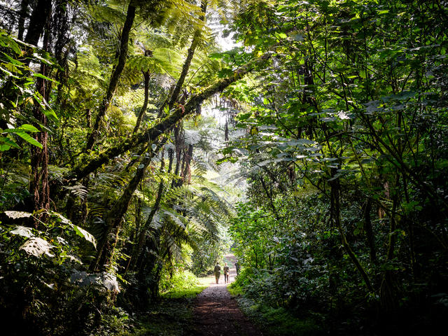 Forest Walk