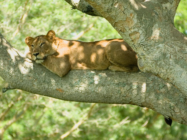 Queen Elizabeth National Park Drives