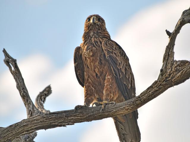 Vogelbeobachtungen im Somalisa Camp